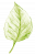 leaf2